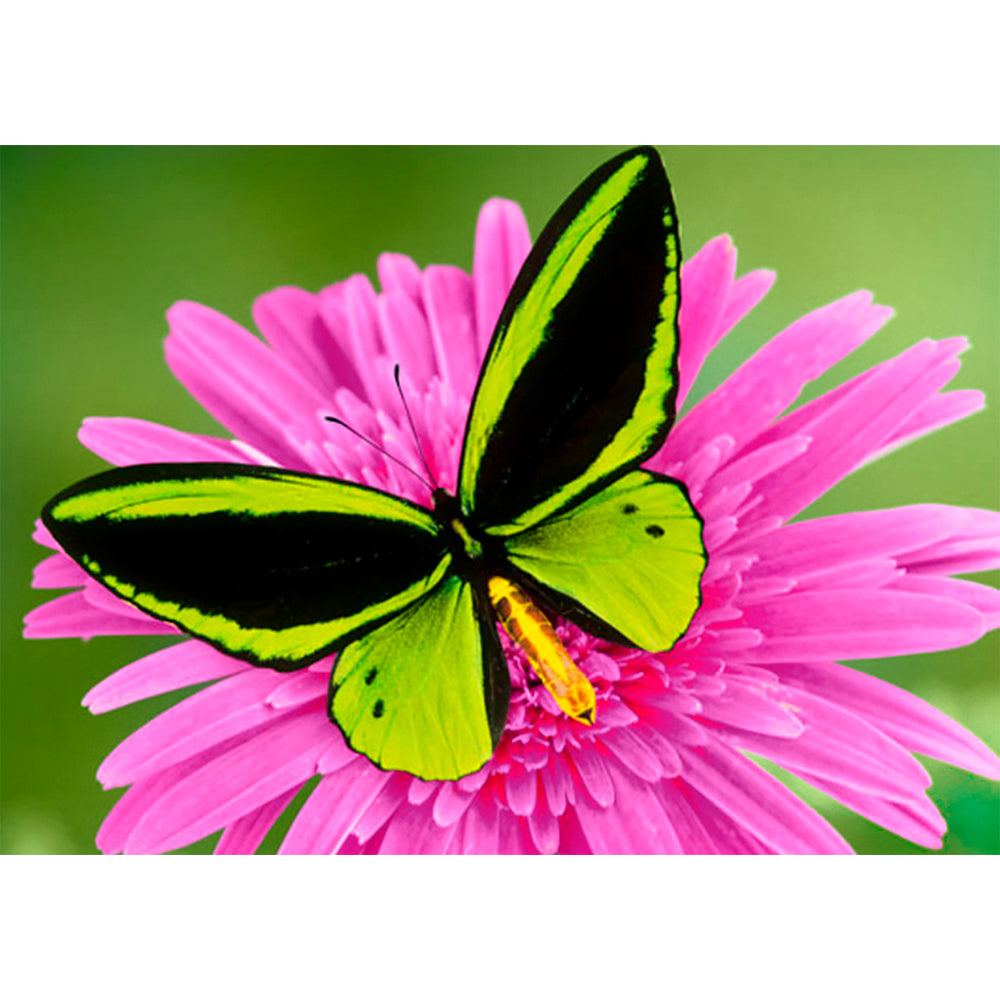 Collection D Art Butterfly 38x27 Mosaic Kit - DE471