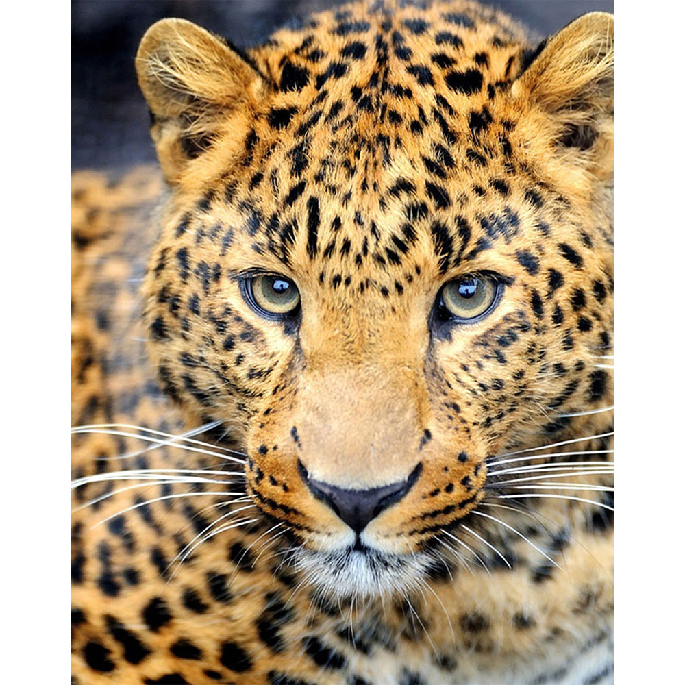 Collection D Art Cougar 48x38 Mosaic Kit - DE462